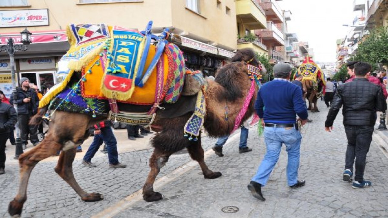 Develer görücüye çıktı