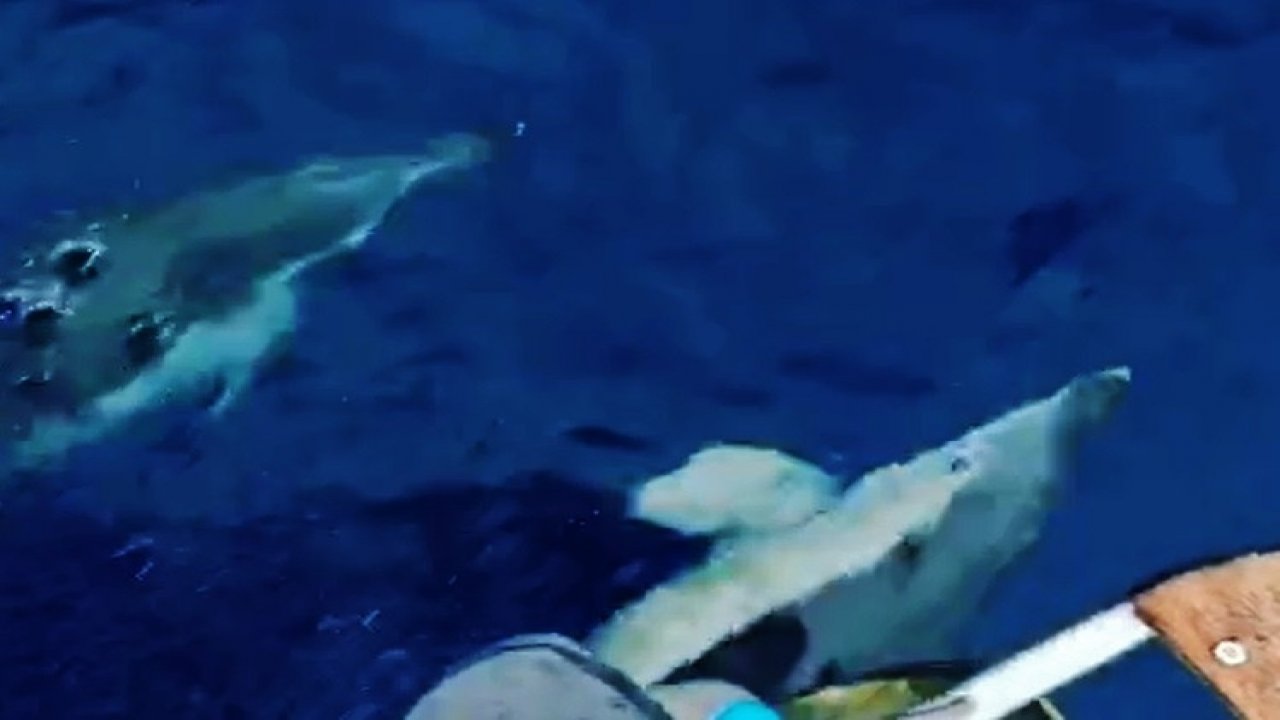 Bodrum’da Yunus balıklarının dansı