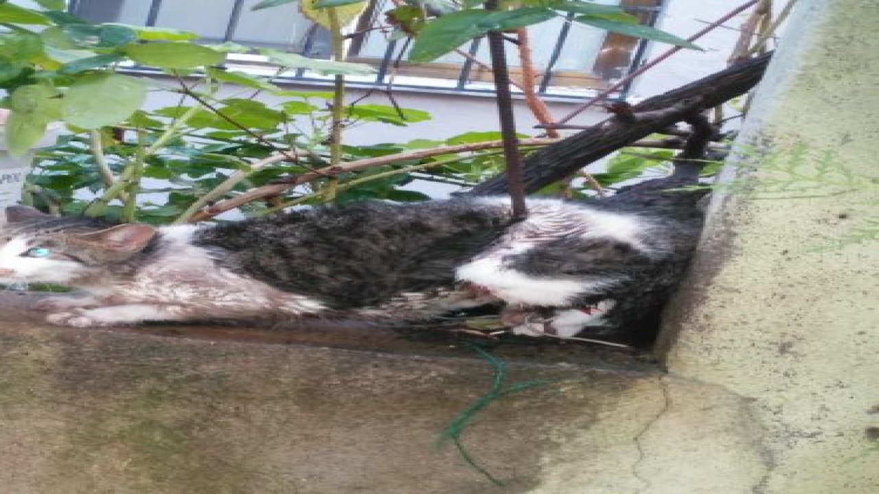 Sevimli kedi için itfaiye seferber oldu