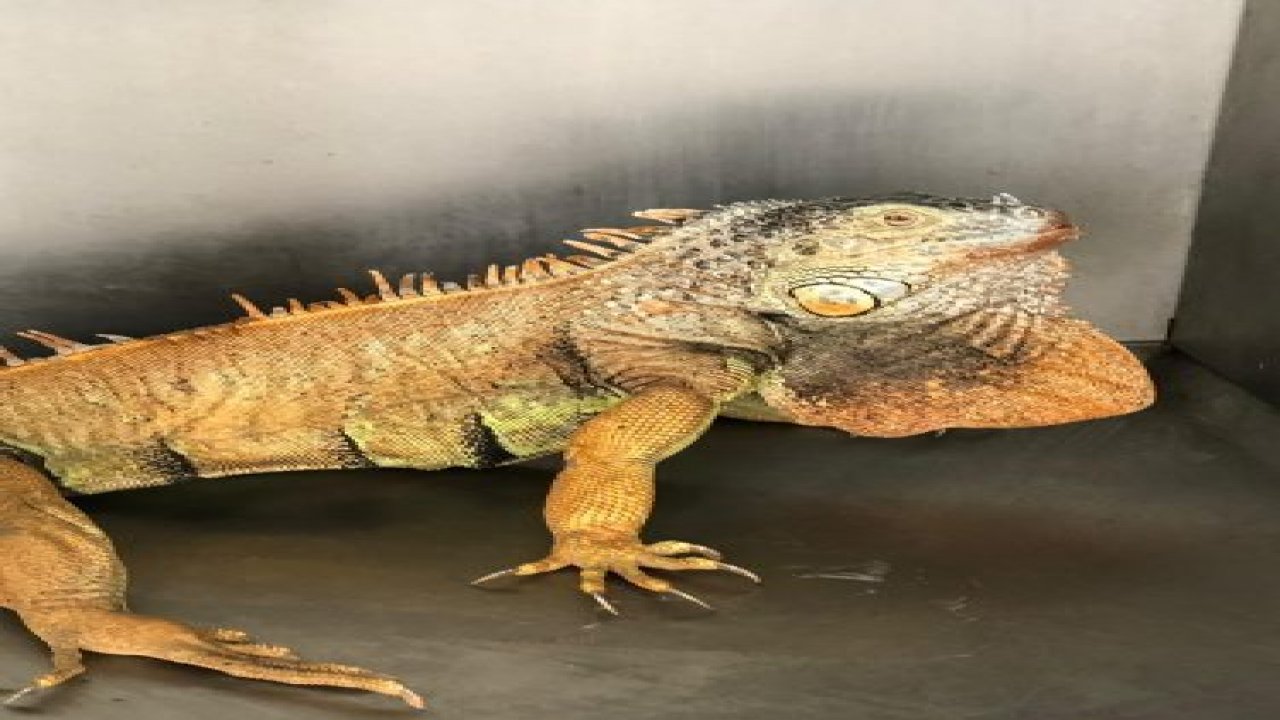 Yol ortasında dev kertenkeleyi görenler şoke oldu