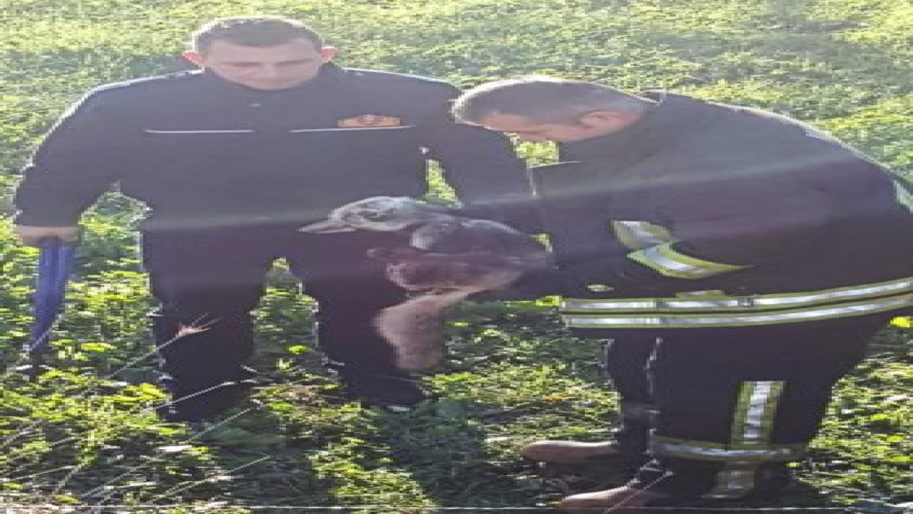 Tilki kurtarma operasyonu