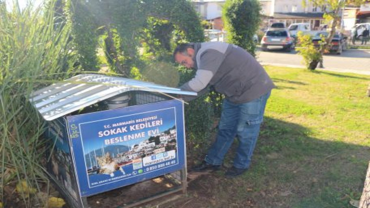 Sokak kedileri aç kalmıyor