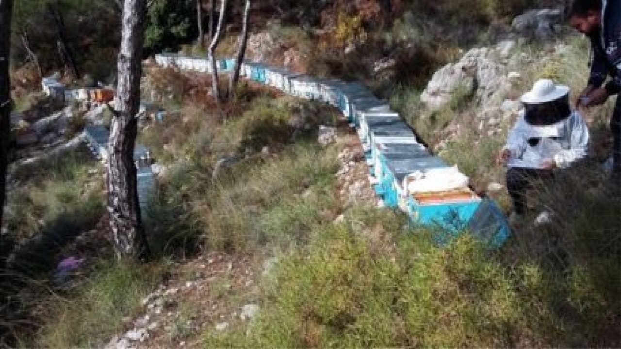 Varroa Mücadelesinin takibi yapılıyor