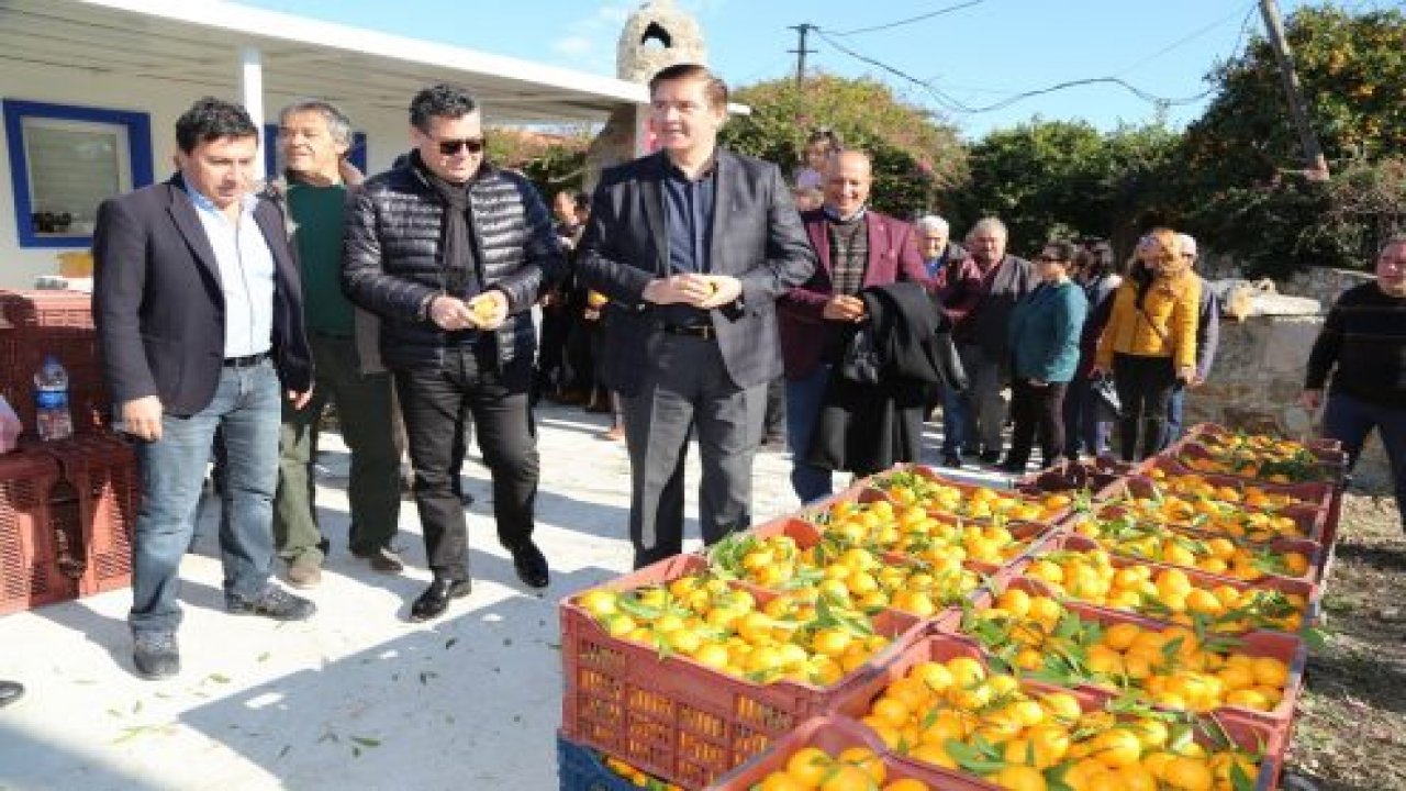 Bodrum Mandalinası Hasat Festivali
