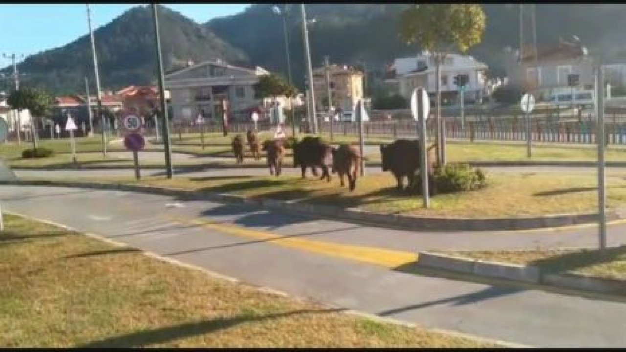 Domuzlar evcilleşiyor