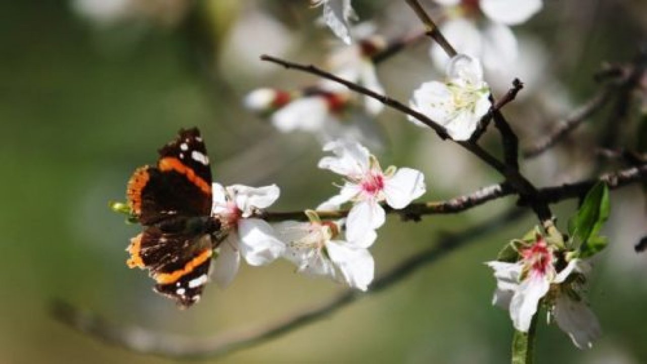 Datça badem çiçekleriyle şenlenecek