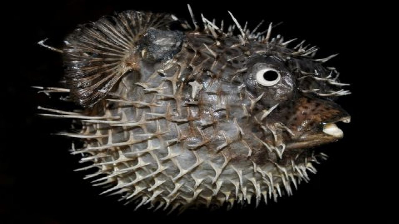 Balon balığı, balıkçıları şok etti