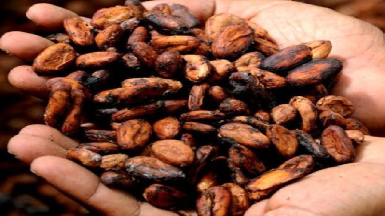 Kakao üreticilerine destek