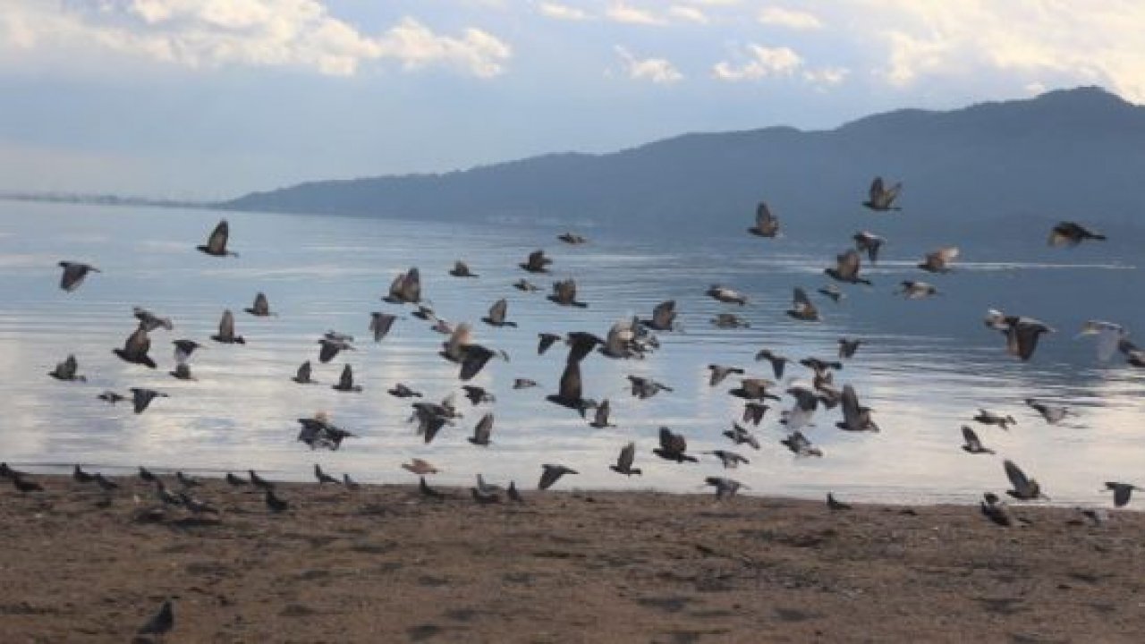 Plajlar onlara kaldı