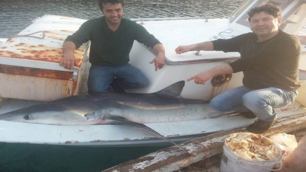 Balıkçıların ağına köpek balığı takıldı