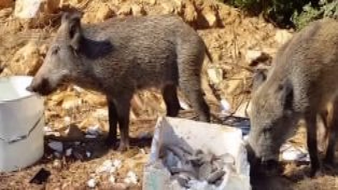 Domuzlar Bodrum’u sardı