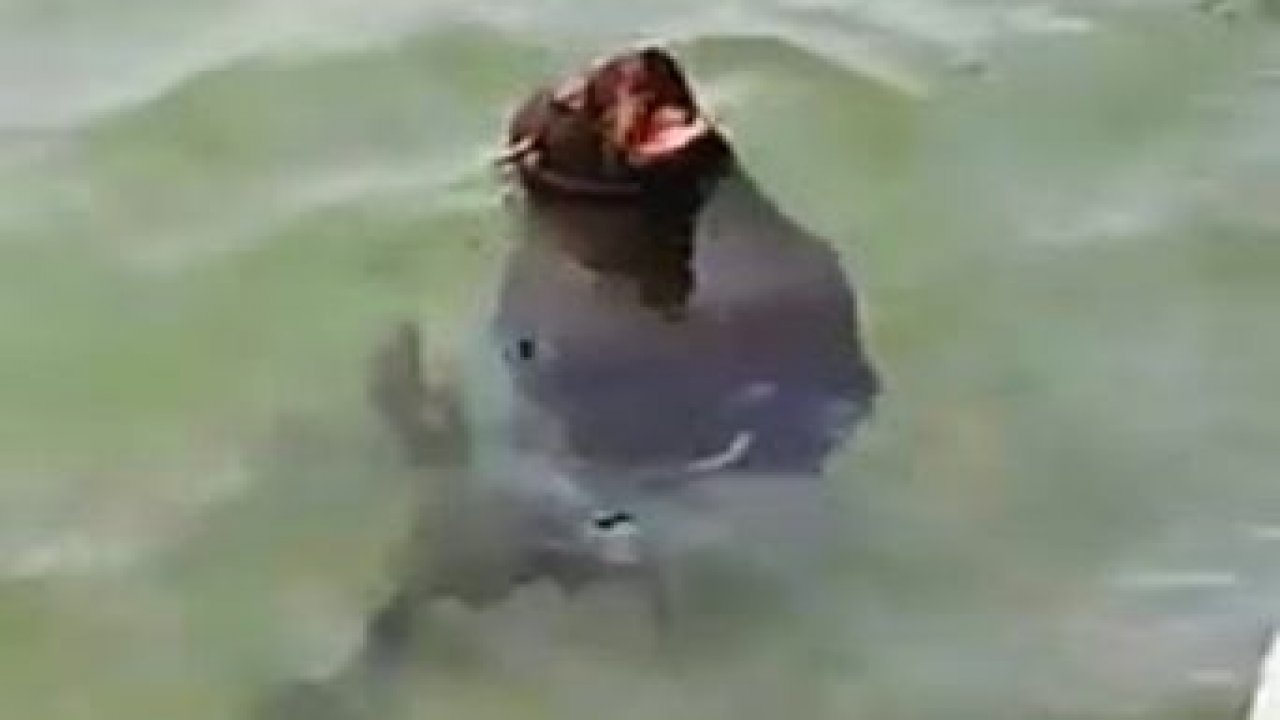 Akdeniz foku Bodrum’da görüntülendi