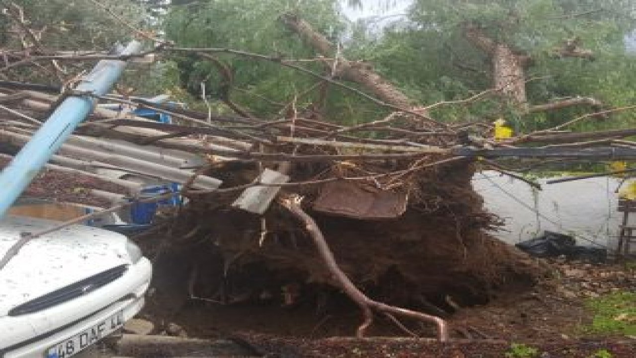 Fırtına asırlık ağacı kökünden söktü