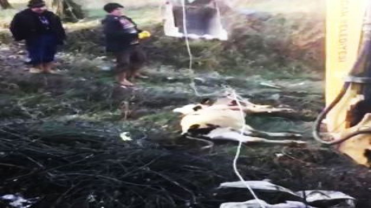 Buzağı kurtarma operasyonu