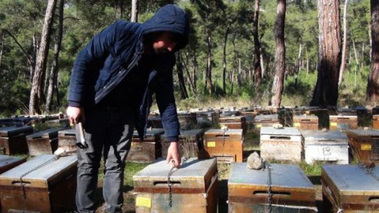 Arıcılar çareyi kovanları zincirlemekte buldu