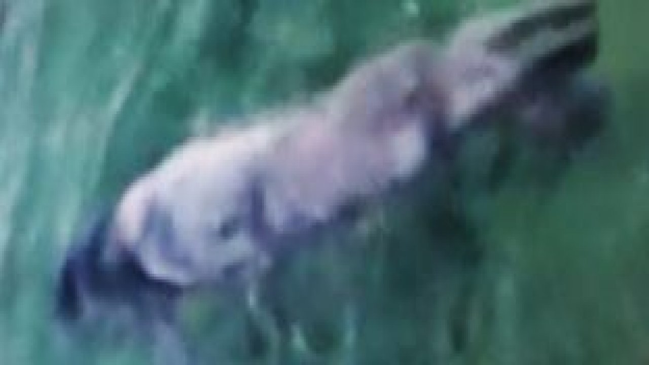 Gökova Körfezi'nde Akdeniz foku görüntülendi