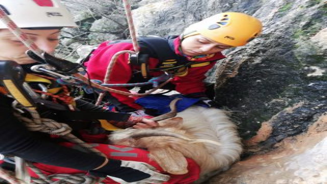 AKUT’tan keçi operasyonu