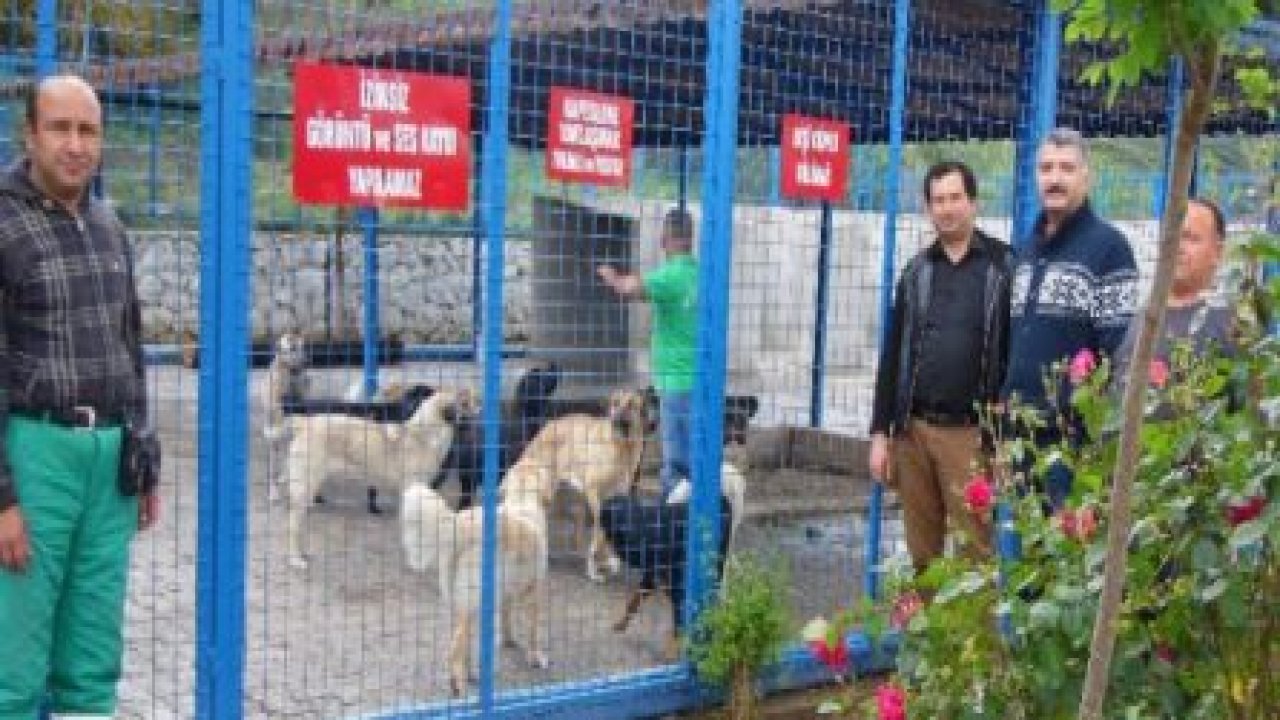 Güllük Hayvan Barınağı Hakkında Açıklama