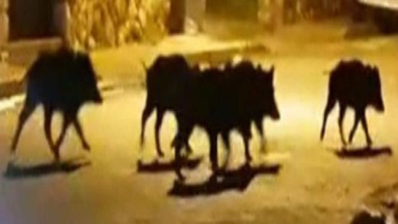 Aç kalan domuzlar şehre indi