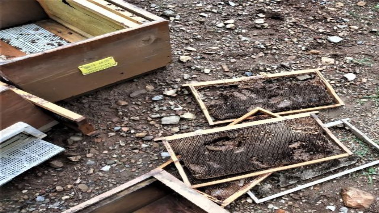 Arıcıya bir darbe de yabani hayvanlardan