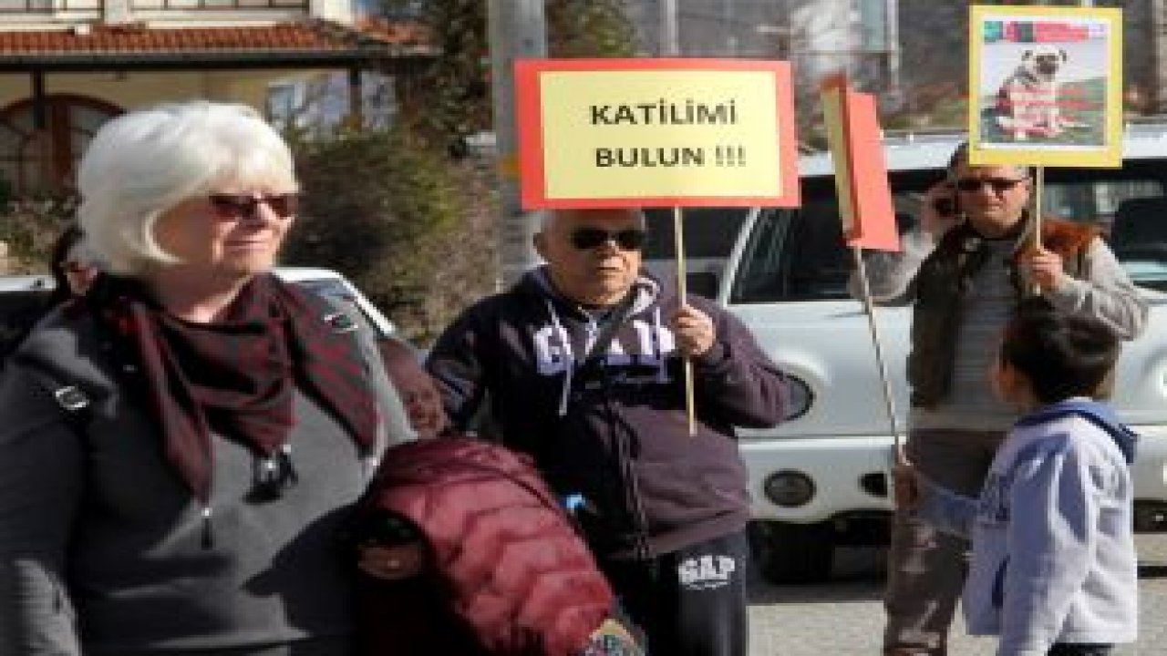 Sokak hayvanlarının zehirlenerek öldürülmesi protesto edildi