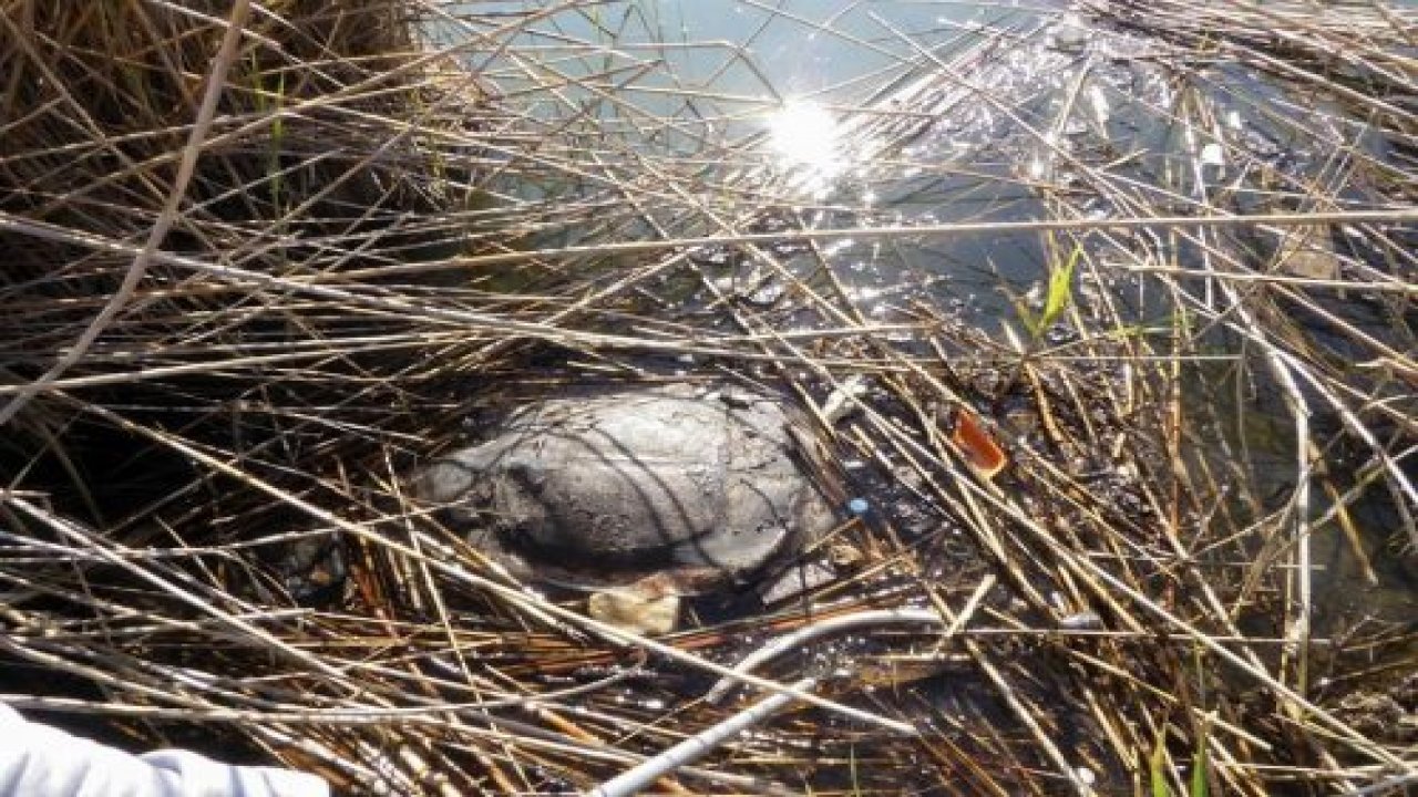 2 Caretta Caretta ölü bulundu