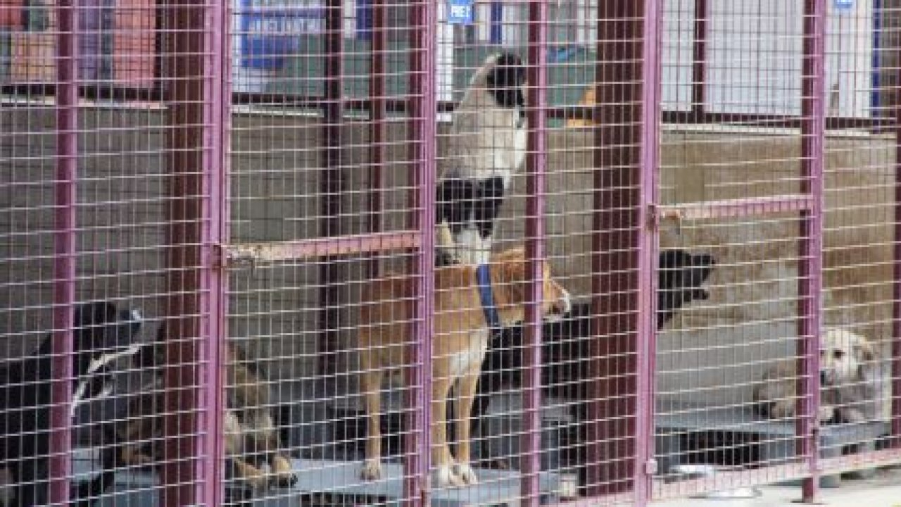 Bodrum'da Akıl Almaz Olay