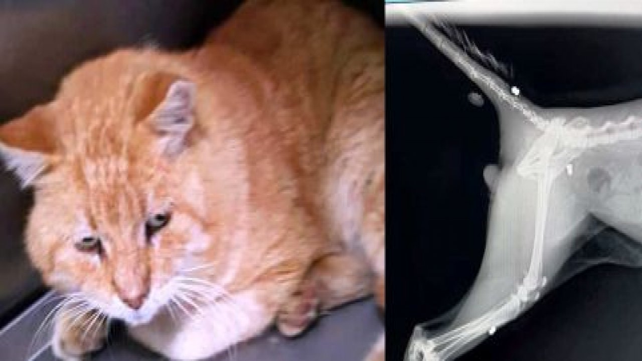 Kedinin Röntgen Filmi Şok Etti