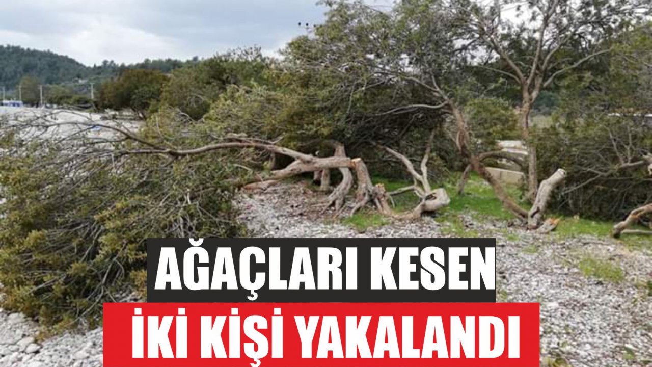 Ağaçları kesen iki kişi yakalandı
