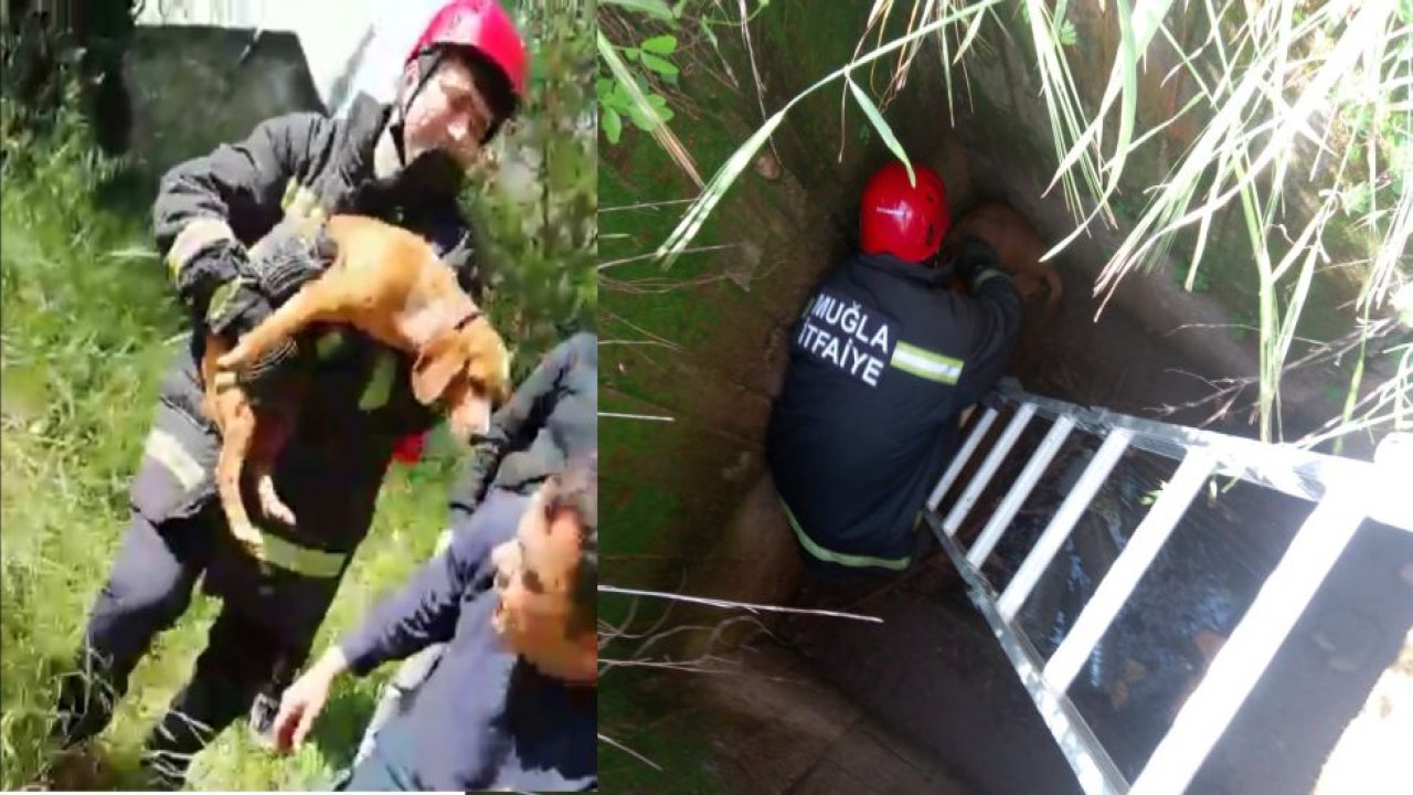 Kuyuya Düşen Köpeği İtfaiye Ekipleri Kurtardı
