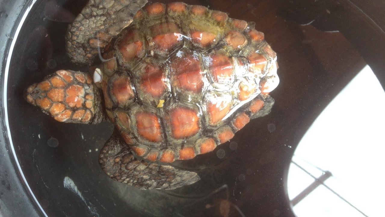 Naylon poşet yutan yavru caretta caretta kurtarılamadı