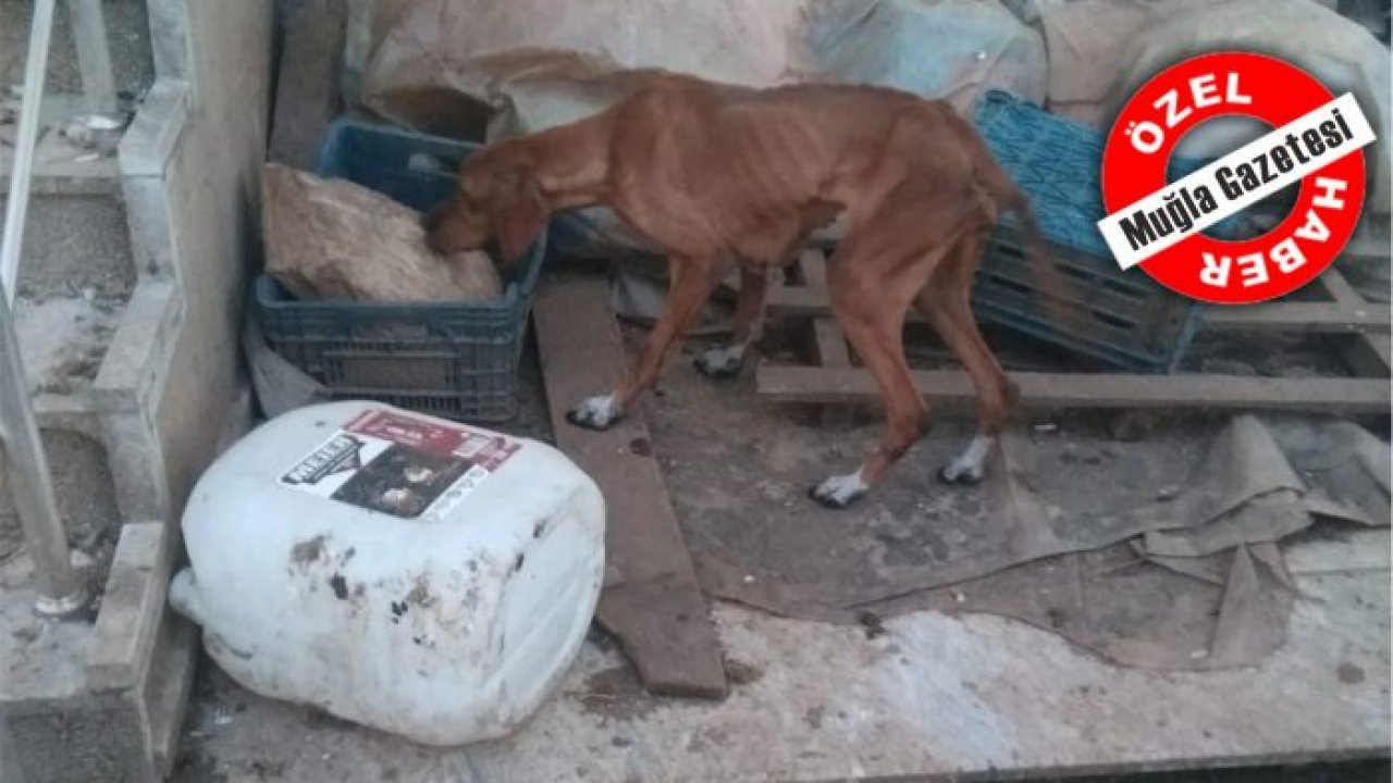 VİCDANSIZLIĞIN BU KADARI!