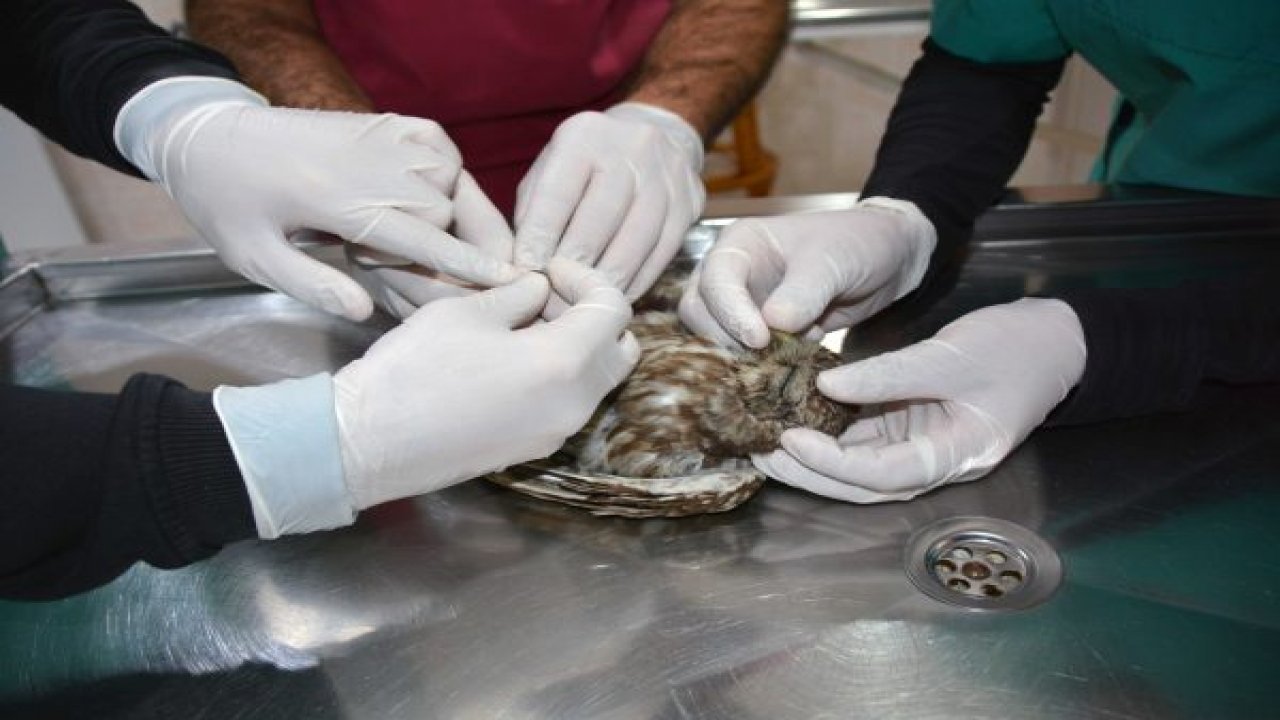 Yavru baykuş barınakta tedavi edildi