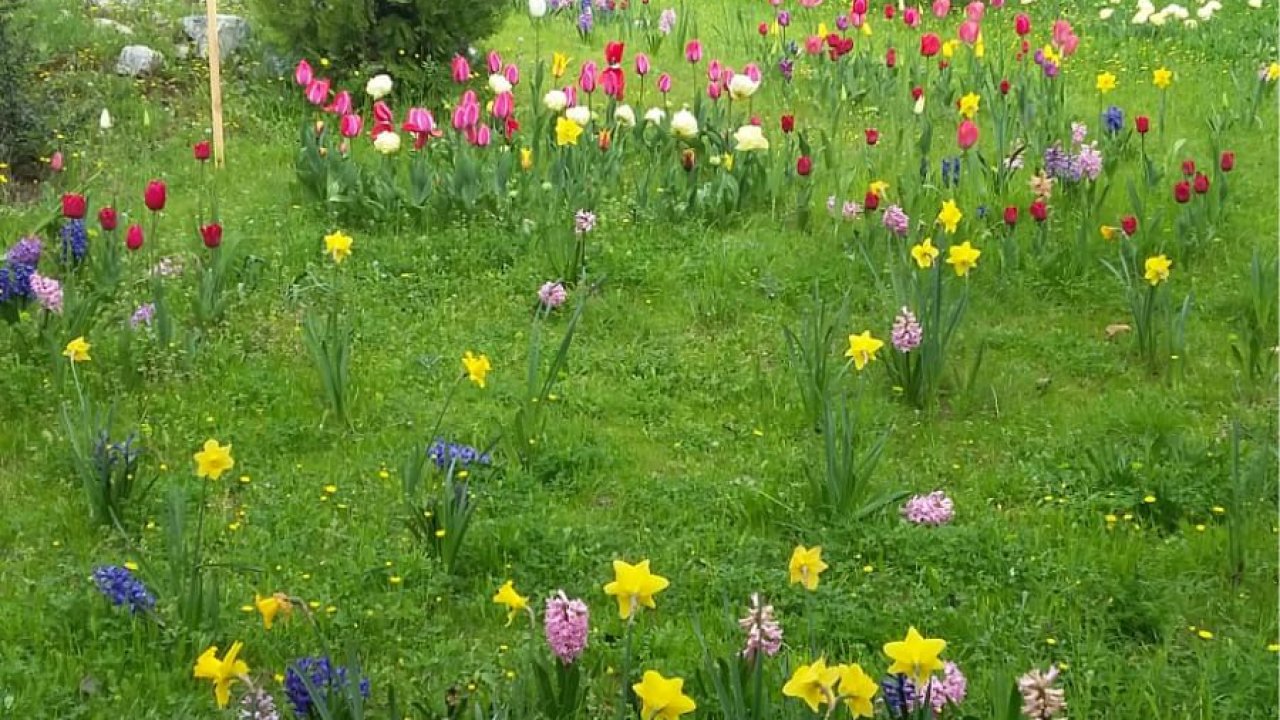 Üniversitede Divan Şiiri Bahçesi