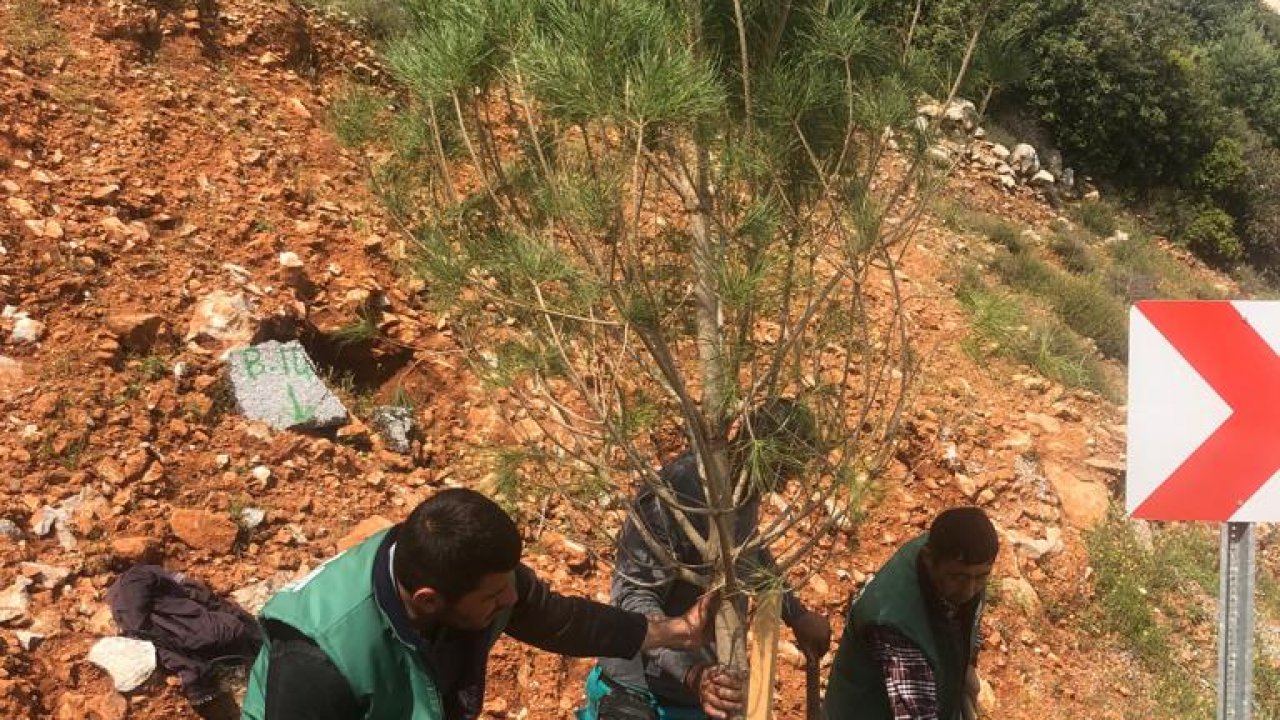 140 Adet Fıstık Çamı Toprakla Buluştu