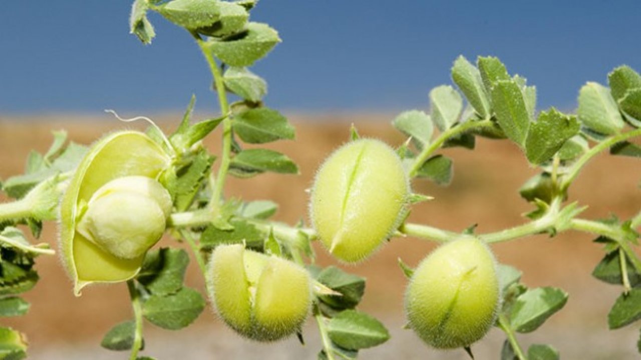 Milas’ta nohut yetiştirilecek