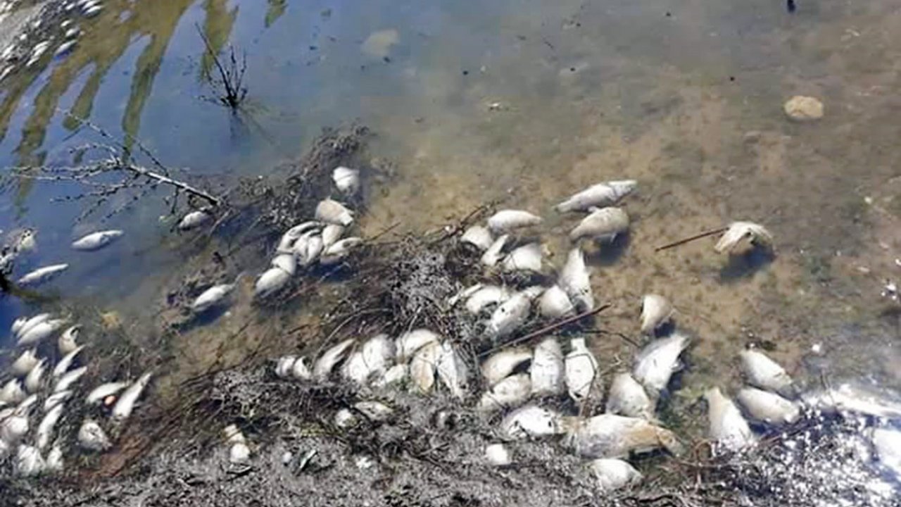 Girdev Gölü'nde binlerce balık telef oldu