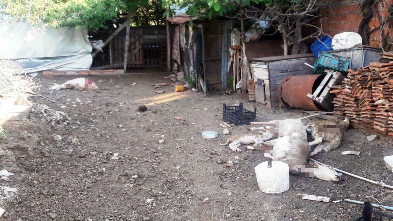 Sokak Köpekleri 10 Koyunu Telef Etti