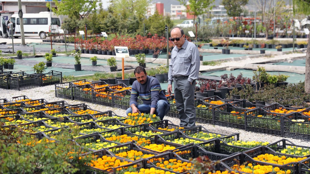 Menteşe Çiçek Bahçesi’nde 55 Bin Çeşit Çiçek Satılıyor