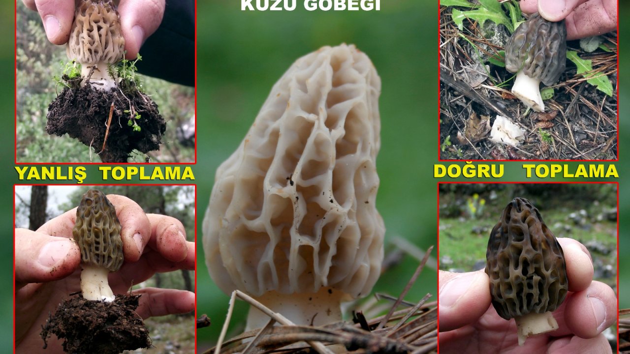 Köylünün Gelir Kapısı Kuzu Göbeği Azalıyor