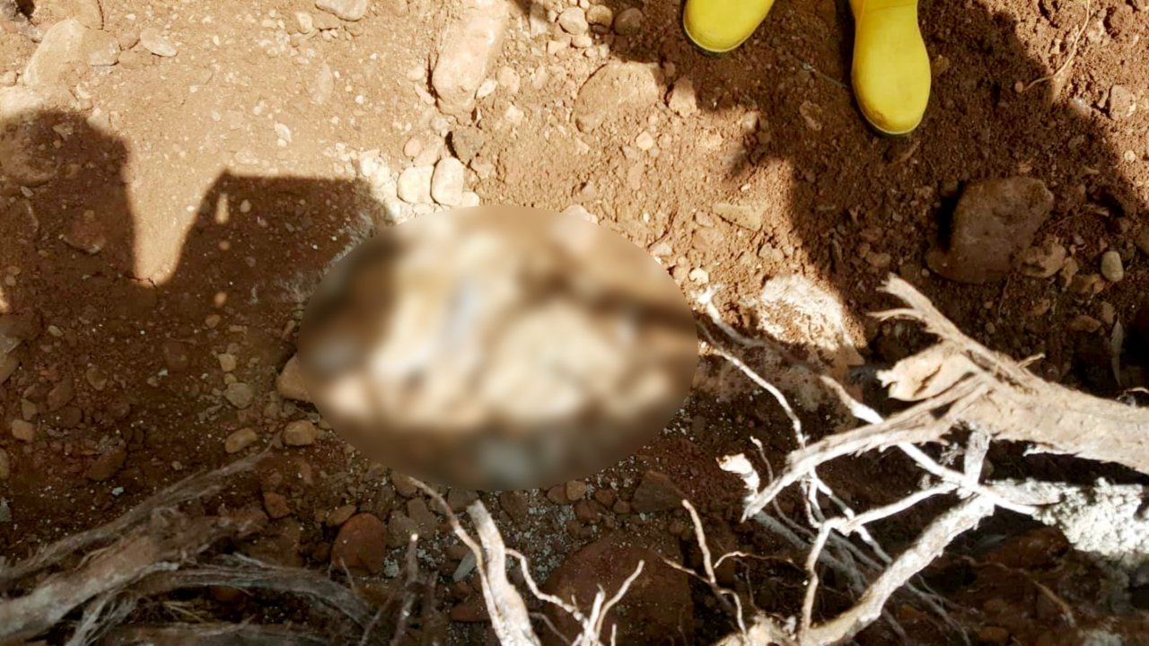 Hayvan Bakım Merkezi’nde Skandal Olay