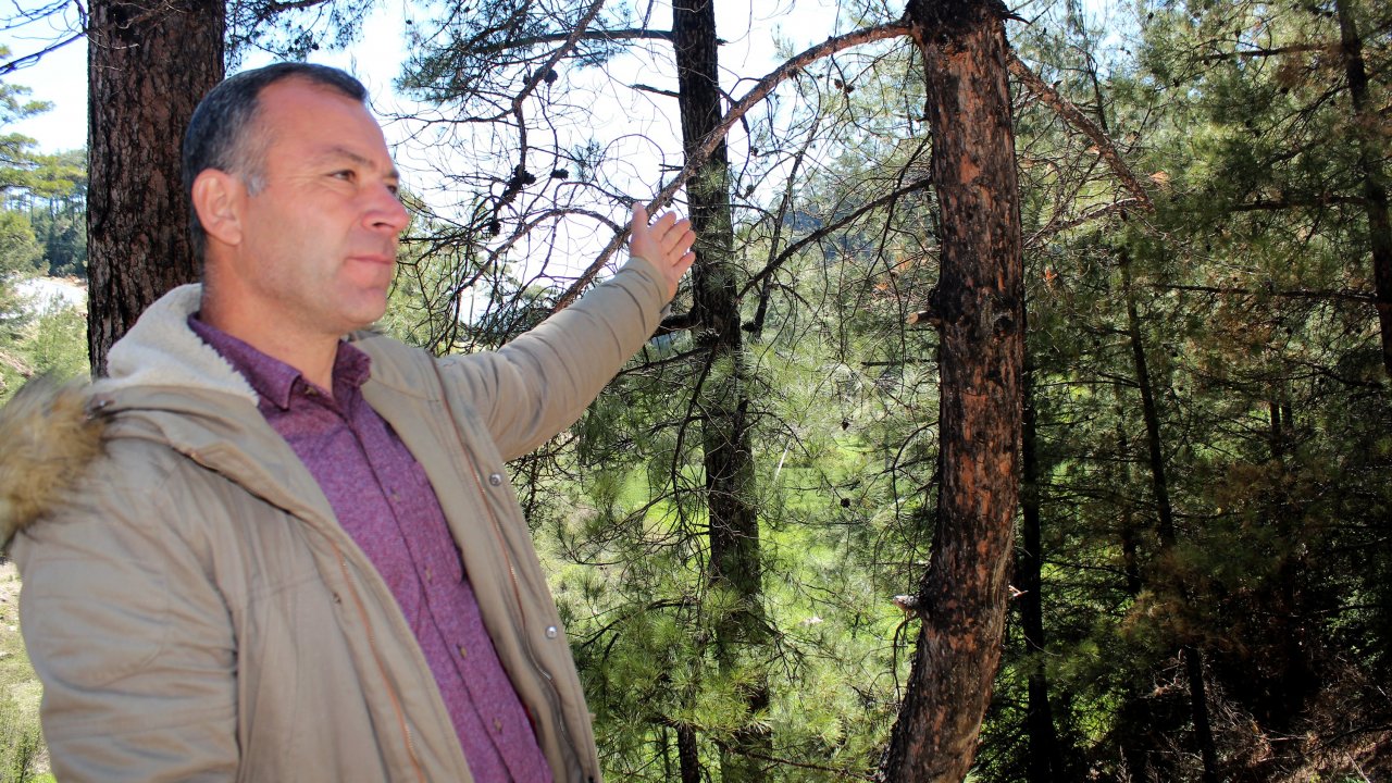 Marçal Dağlarında Çam Ağaçları Kuruyor