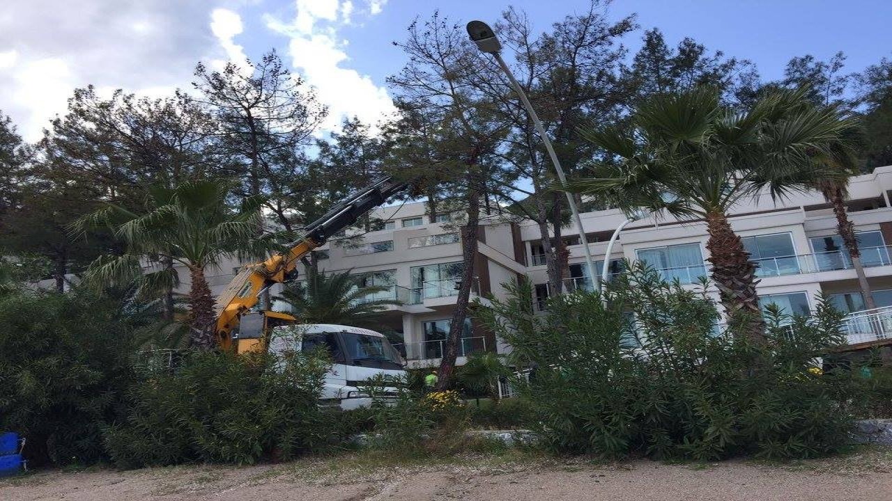 Çam ağaçlarının kuruma nedenini mahkeme tespit etti