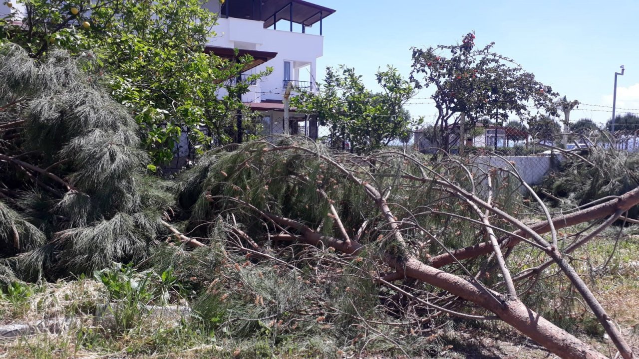 “Görüntüyü Bozuyor” Diye Ağaçları Kestiler