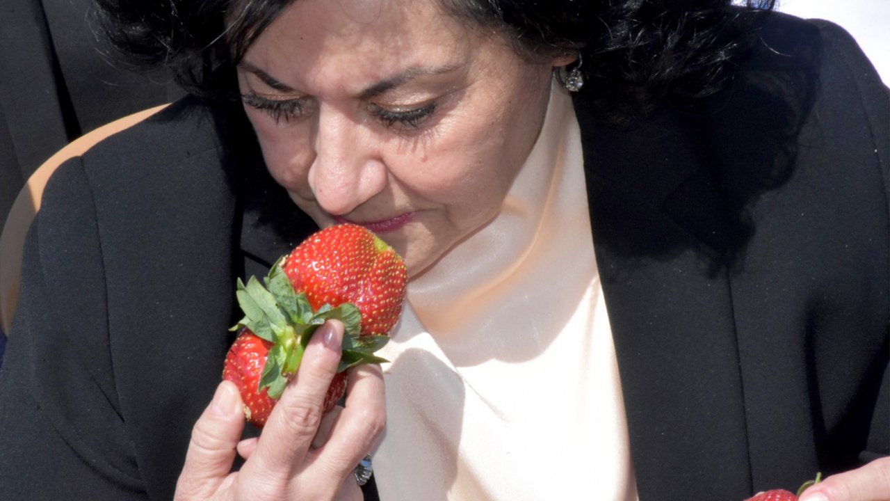  Vali Civelek “Vali Hanım Çileği” Hasat ve Dikimine Katıldı