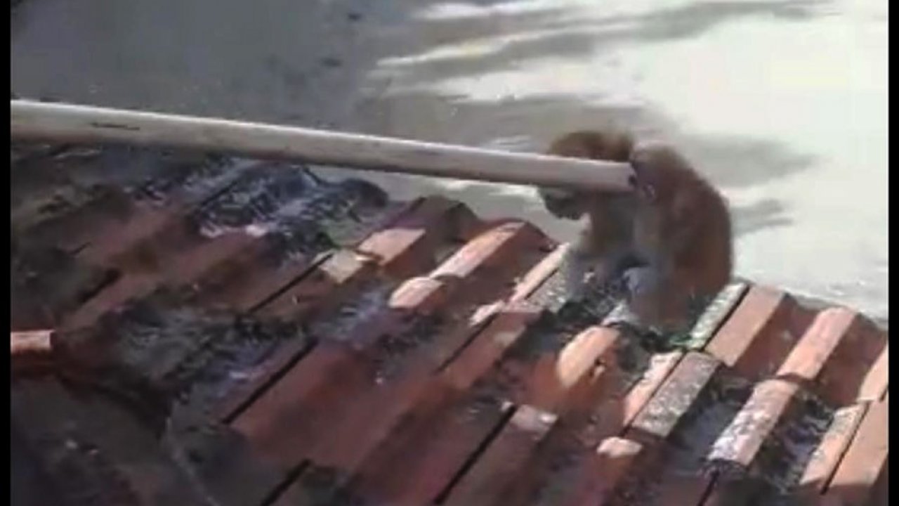 Baca Deliğine Düşen Yavru Kediyi İtfaiye Kurtardı  