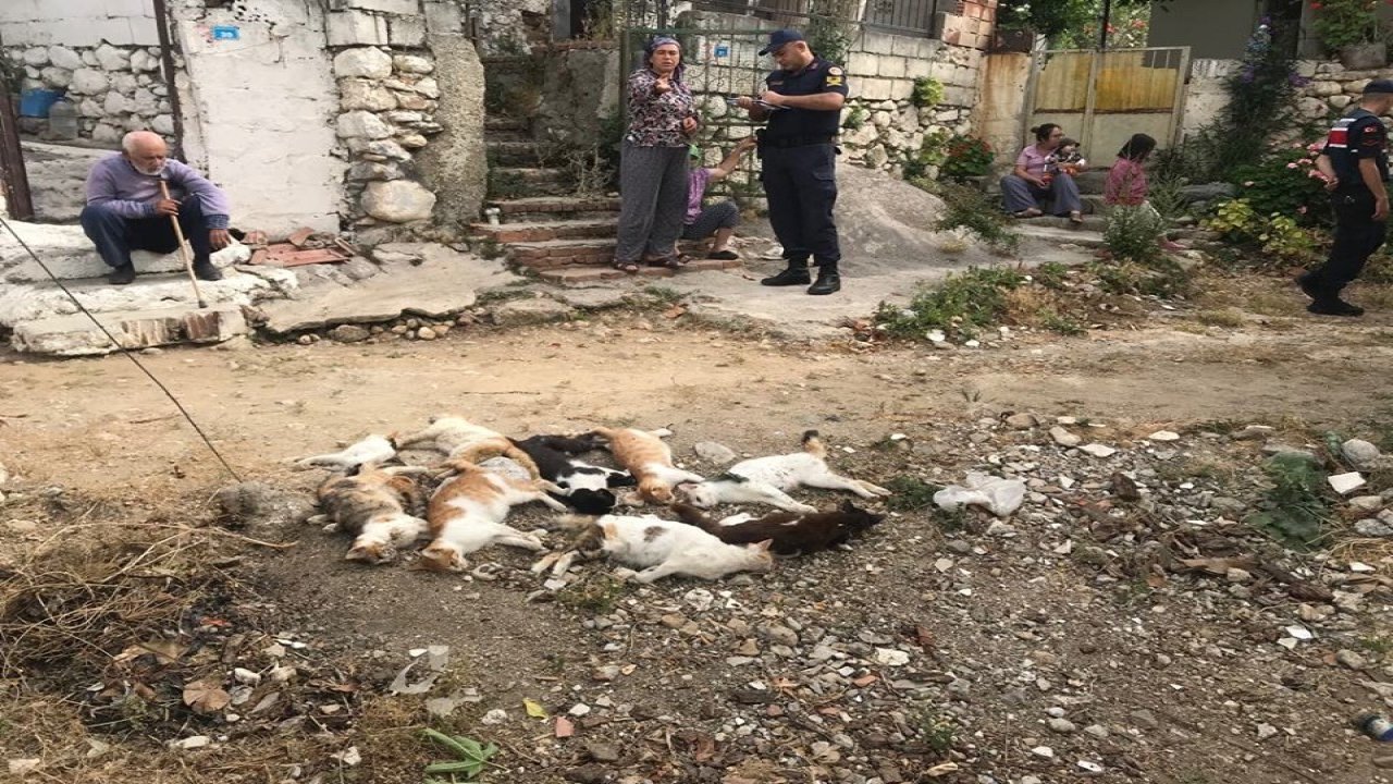 Datça’da 10 Kedi Zehirlenerek Öldürüldü  