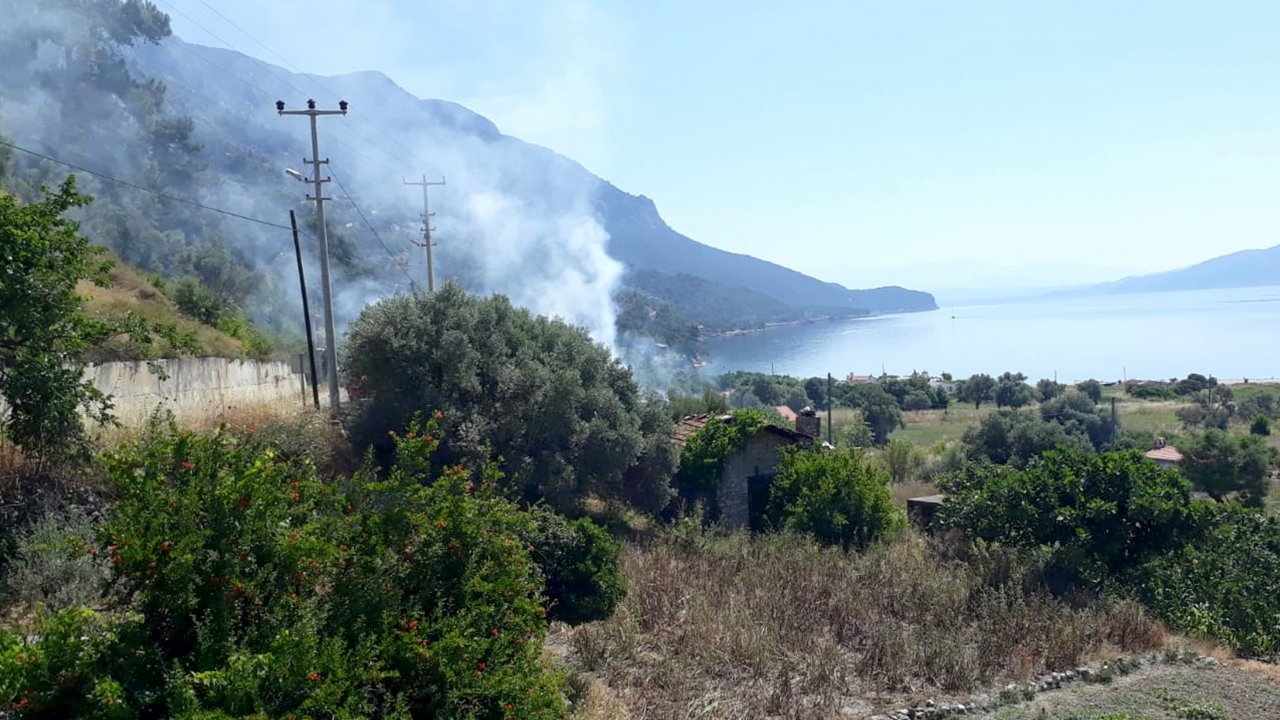 Gökova Körfezinde Zeytinlik Yangını