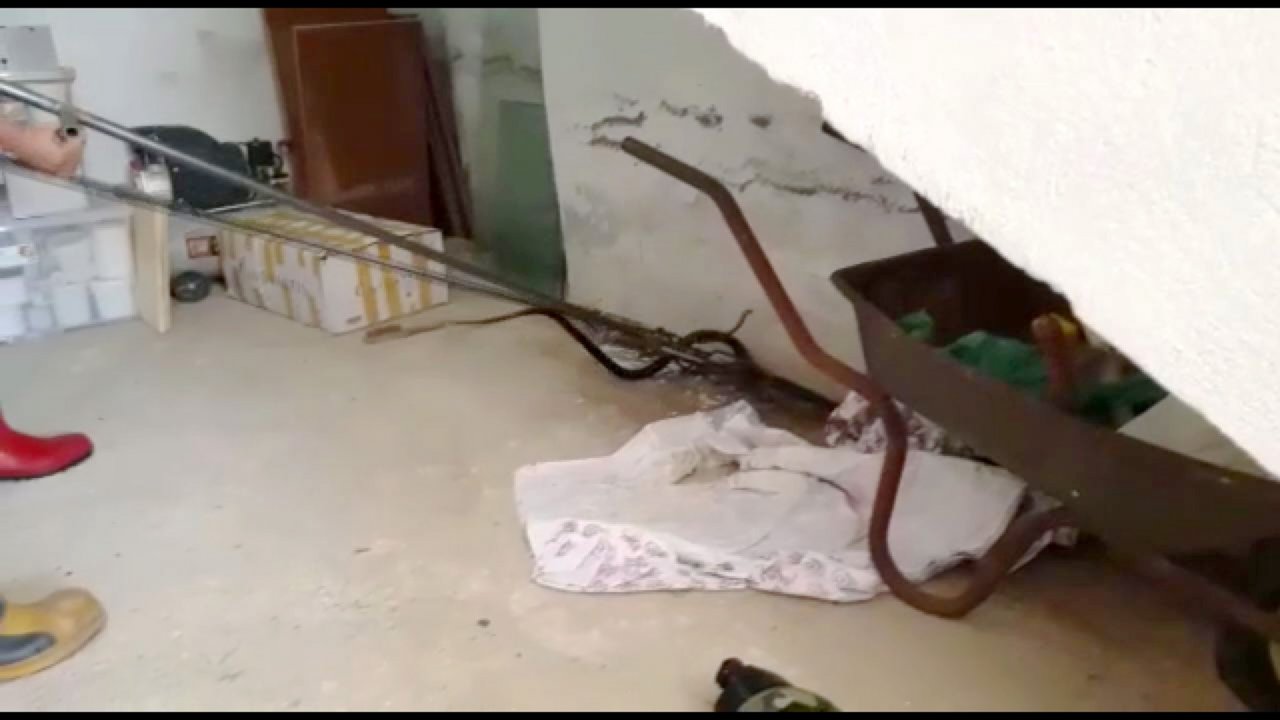 2 Metrelik Yılanı Yakalama Operasyonu  