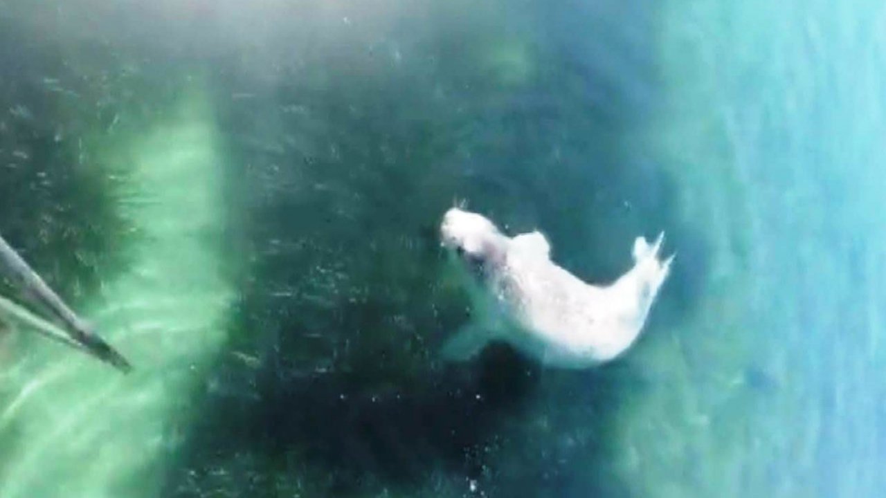 Nadir Görülen Beyaz Fok Balığı Bodrum Koylarını Mesken Tuttu